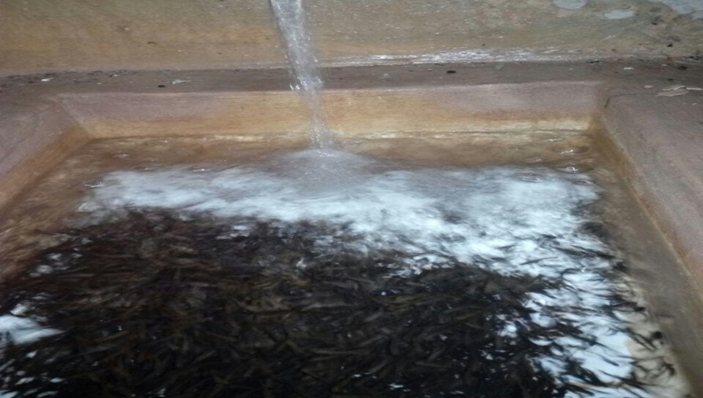 نمایی از سالن انکوباسیون