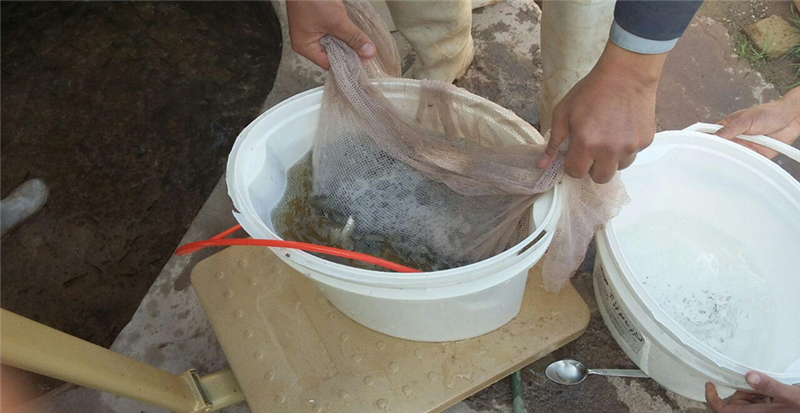 واکسیناسیون به روش شناوری انجام دوره ای